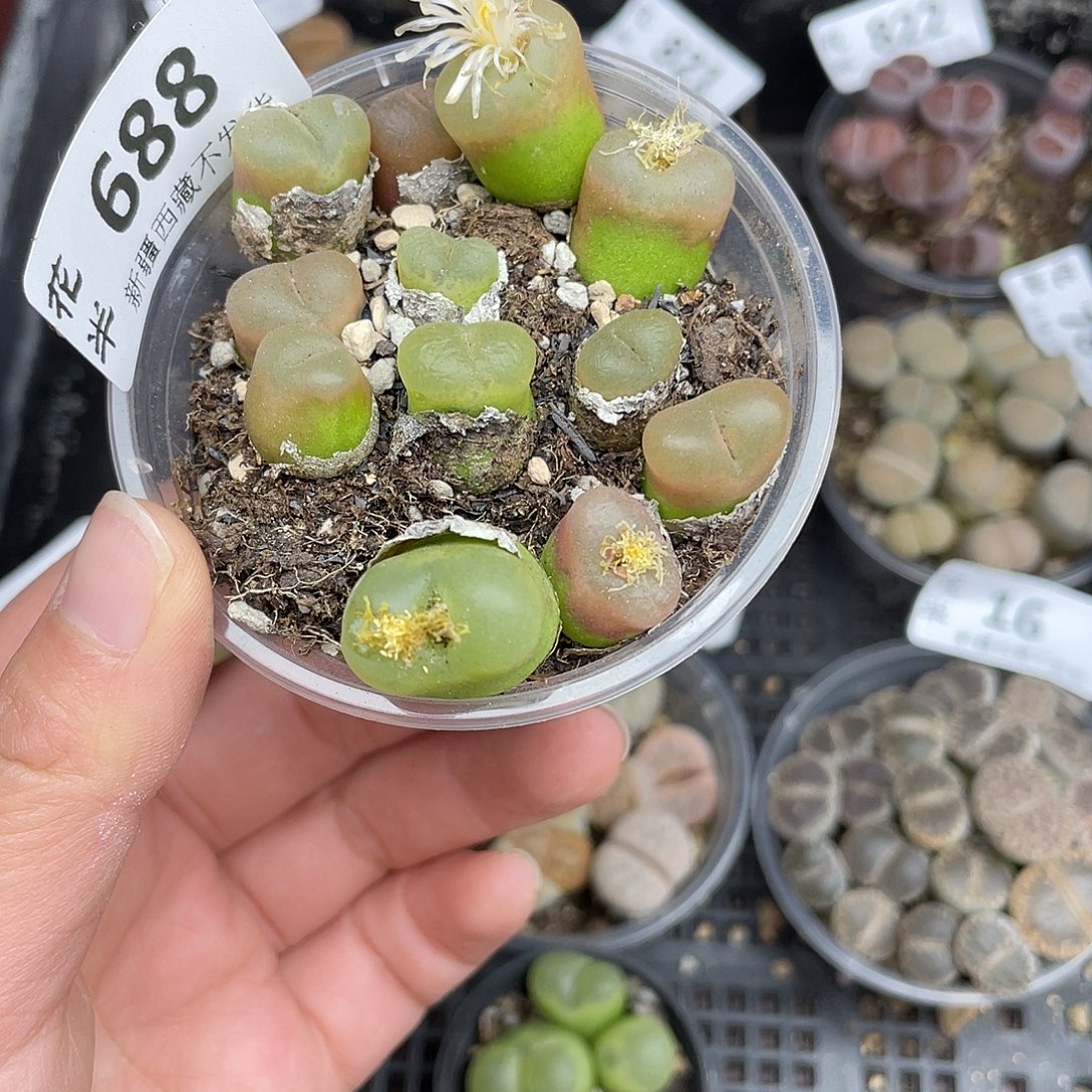 6880000花花花花花花