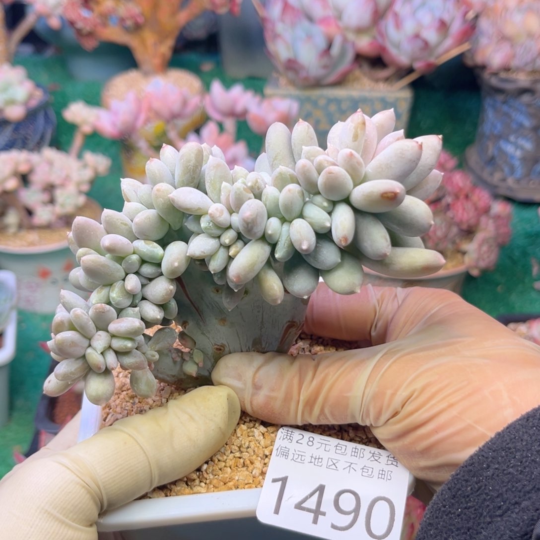 大1490；不行不行c b v n