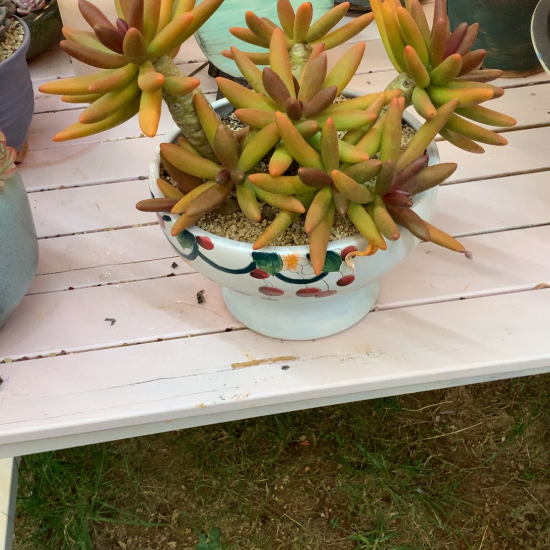 无花朵多肉植物一物一拍