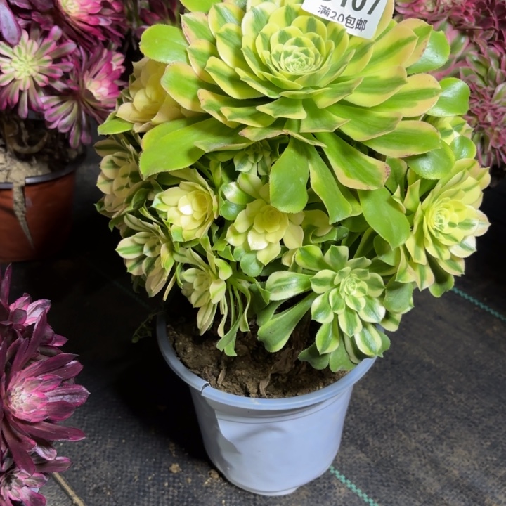 瑞妈一物一拍107