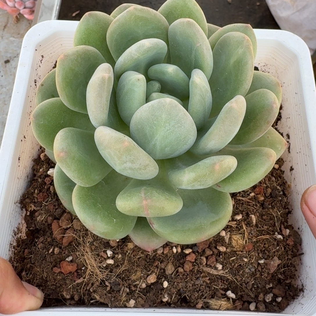 奶龙 单头  一物一拍