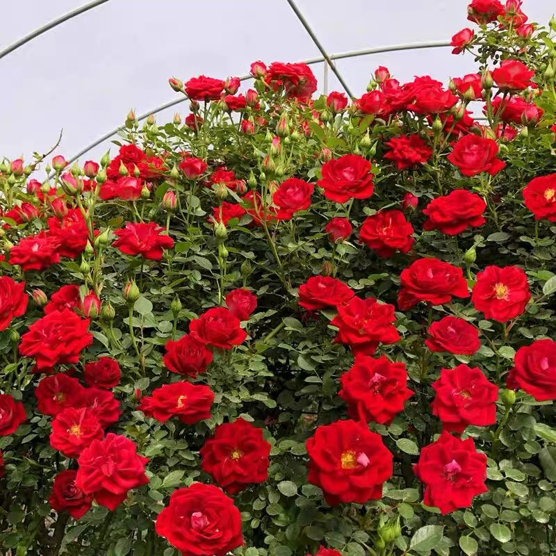 小女孩爬藤月季蔷薇花苗藤本月季多头开花庭院阳台爬藤好养