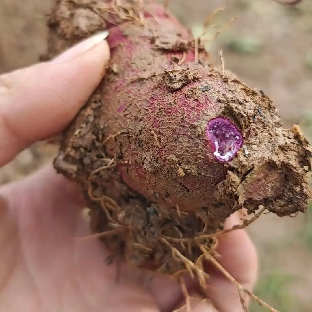 农家紫薯——新鲜带泥发货