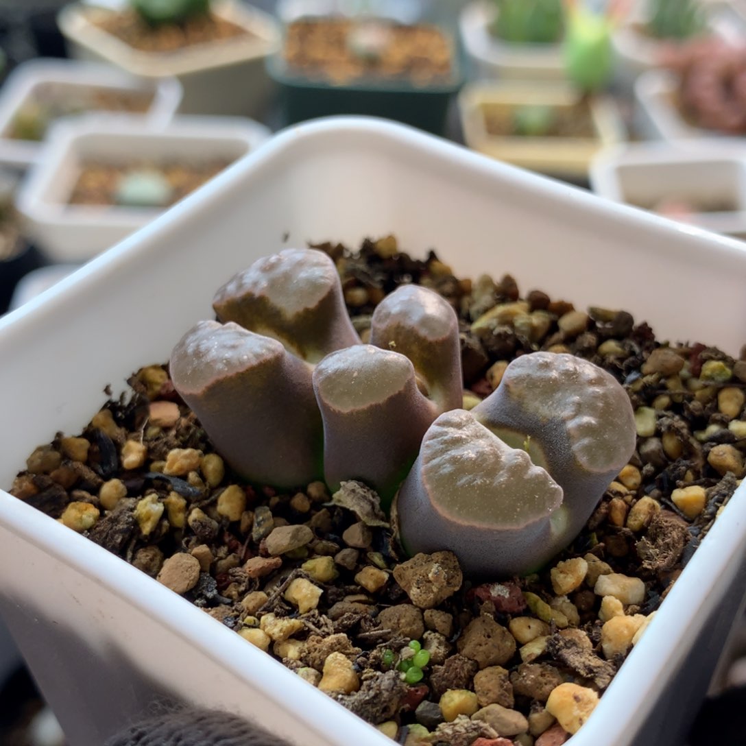 兜****✨211磁铁风铃母本