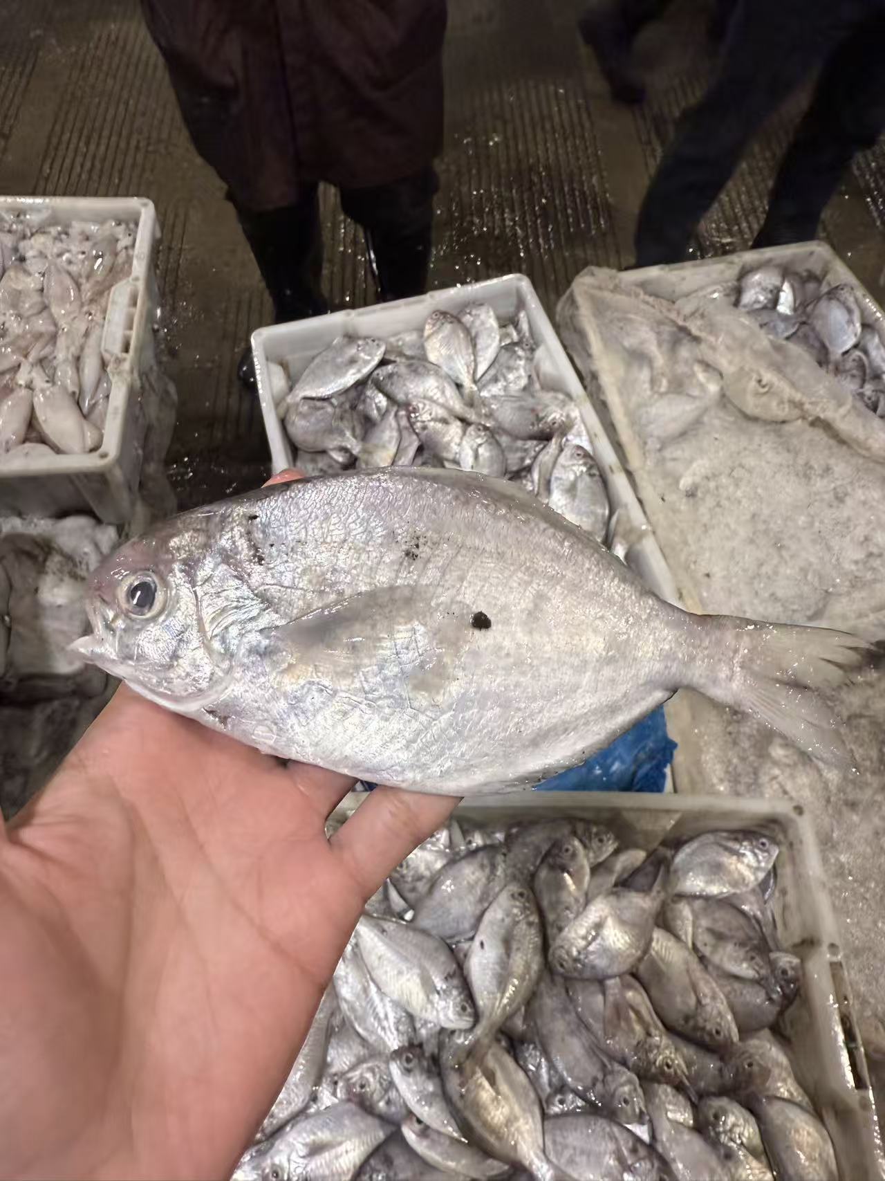 【4斤白皮肉鲳】野生海捕鲳鱼肉鲳 可香煎红烧 顺丰冷链包邮