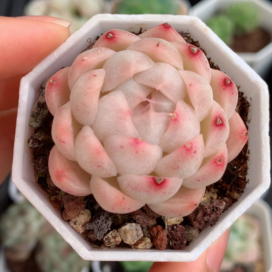 05麦秆58包邮  群生不包整 
