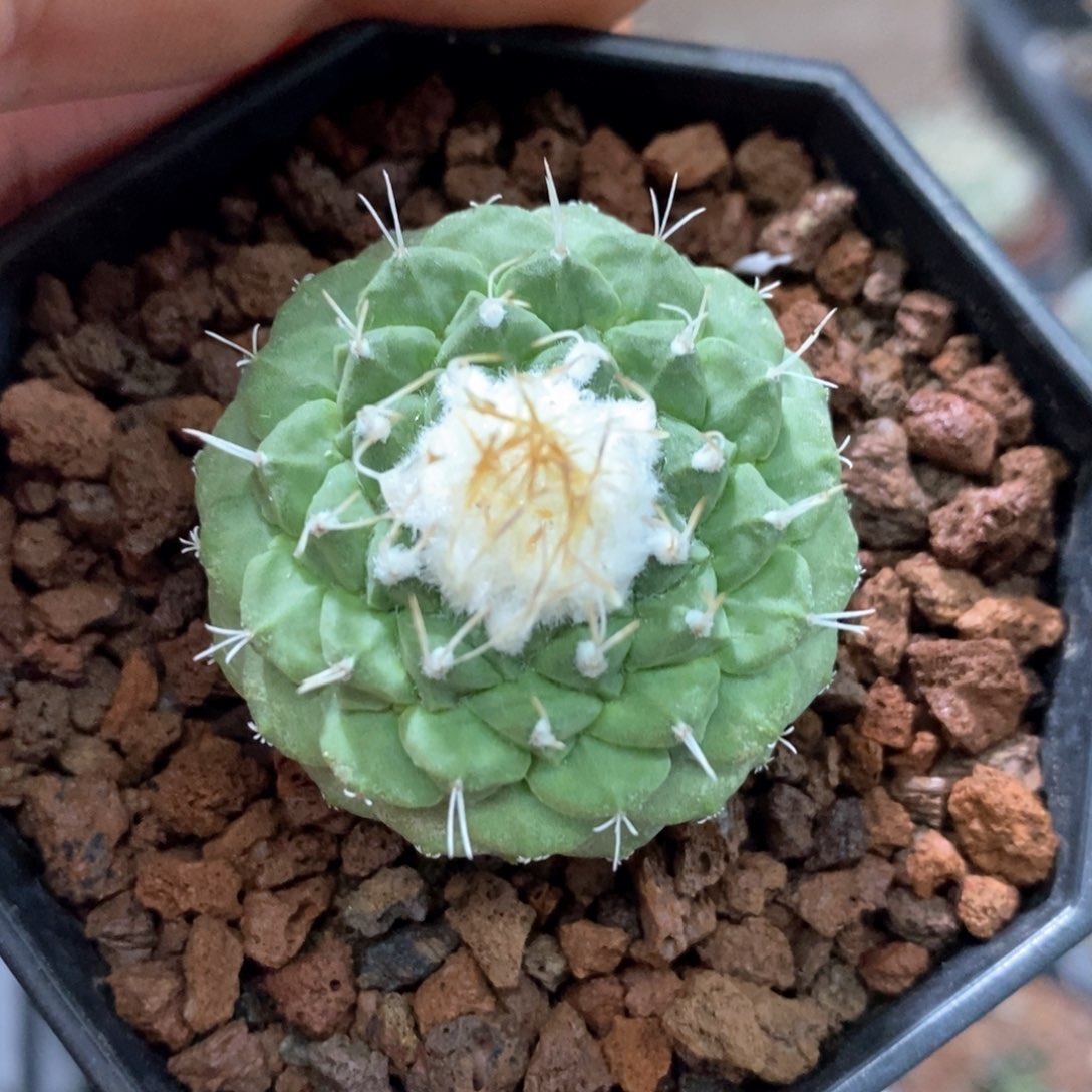 孤品实生福利菊水仙人球3.6cm捡漏