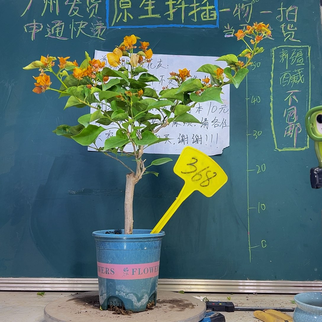 当前无花栽培后可以开花 柠檬黄  368