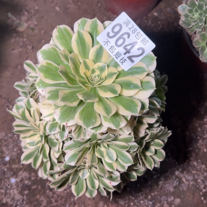 迈巴赫多肉植物法师9642