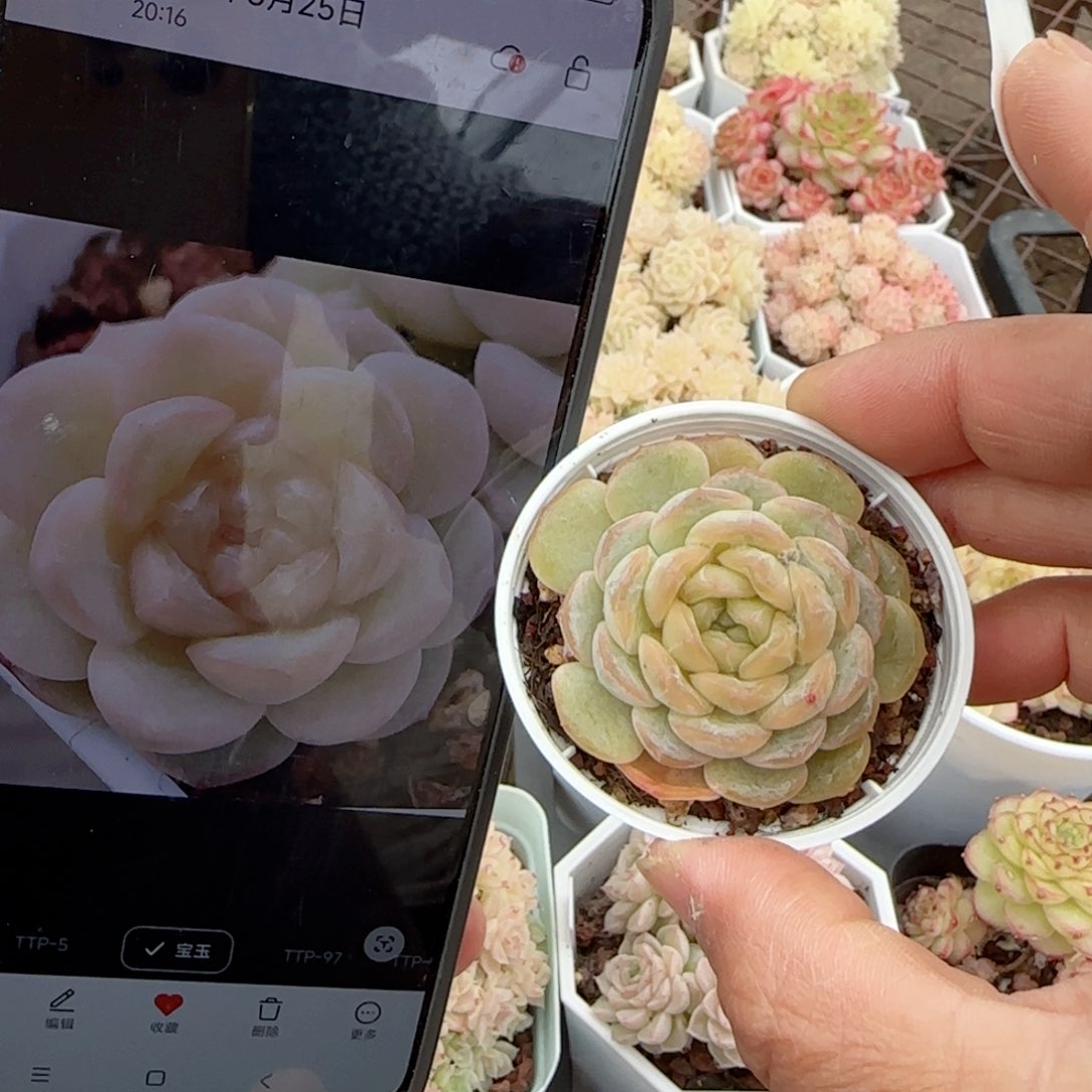 【闪购商品】0224-47宝玉