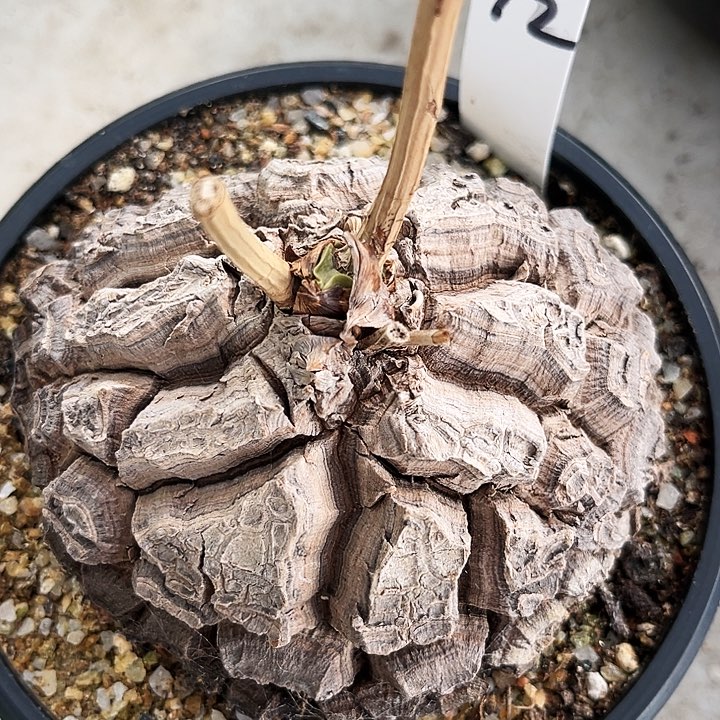 潮流植物墨西哥龟，大甲块，1672