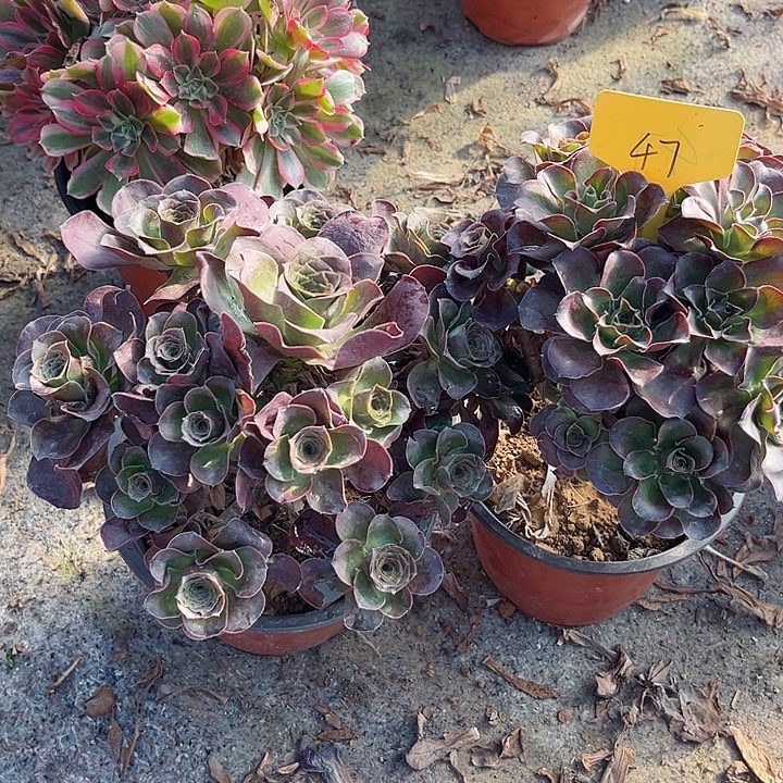 47两颗媚金玫瑰法师