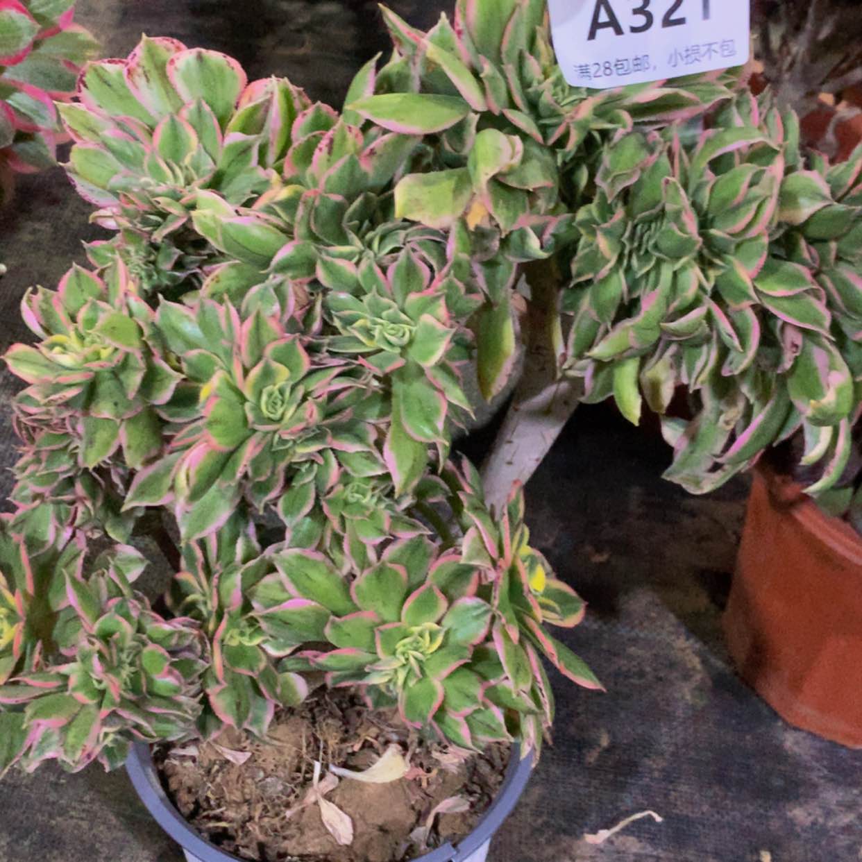 【闪购商品】郭****）321灿烂多肉