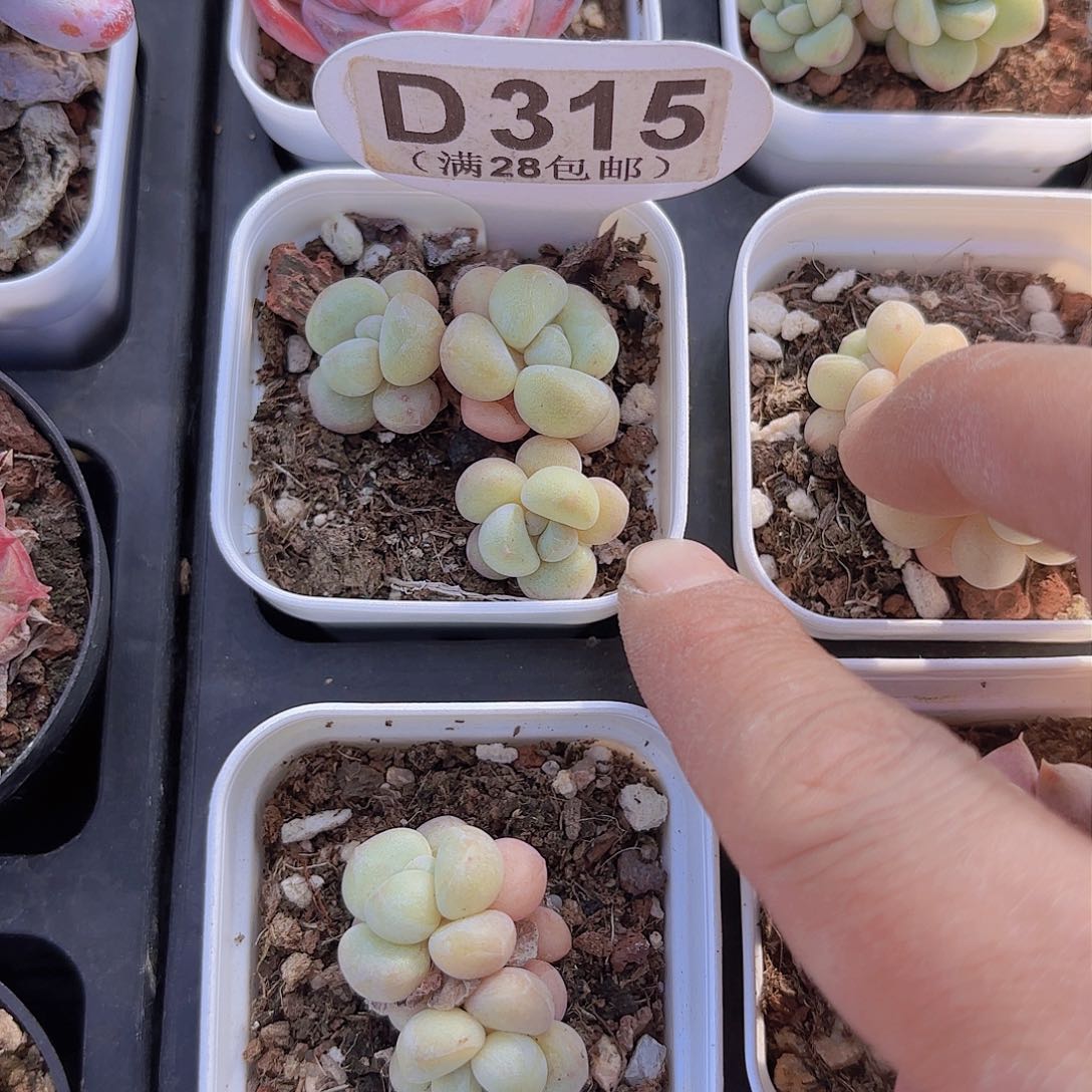 D315泡泡糖一物一拍