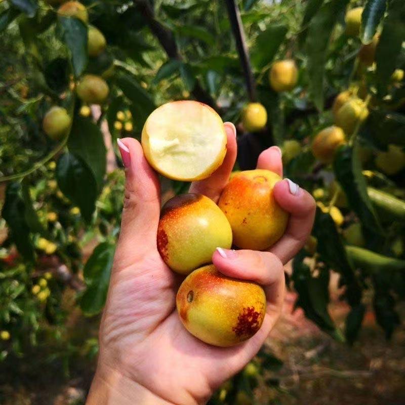 正宗枣树苗大树 冰糖脆枣 冬枣 葫芦枣 蟠枣 盘龙枣树苗 盆栽地栽