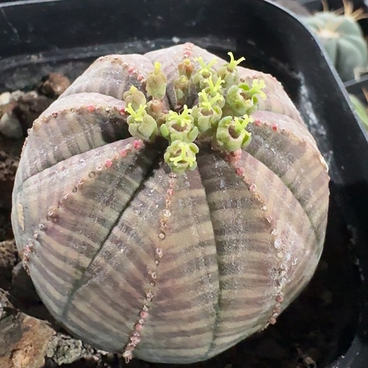 布纹球自根一物一拍