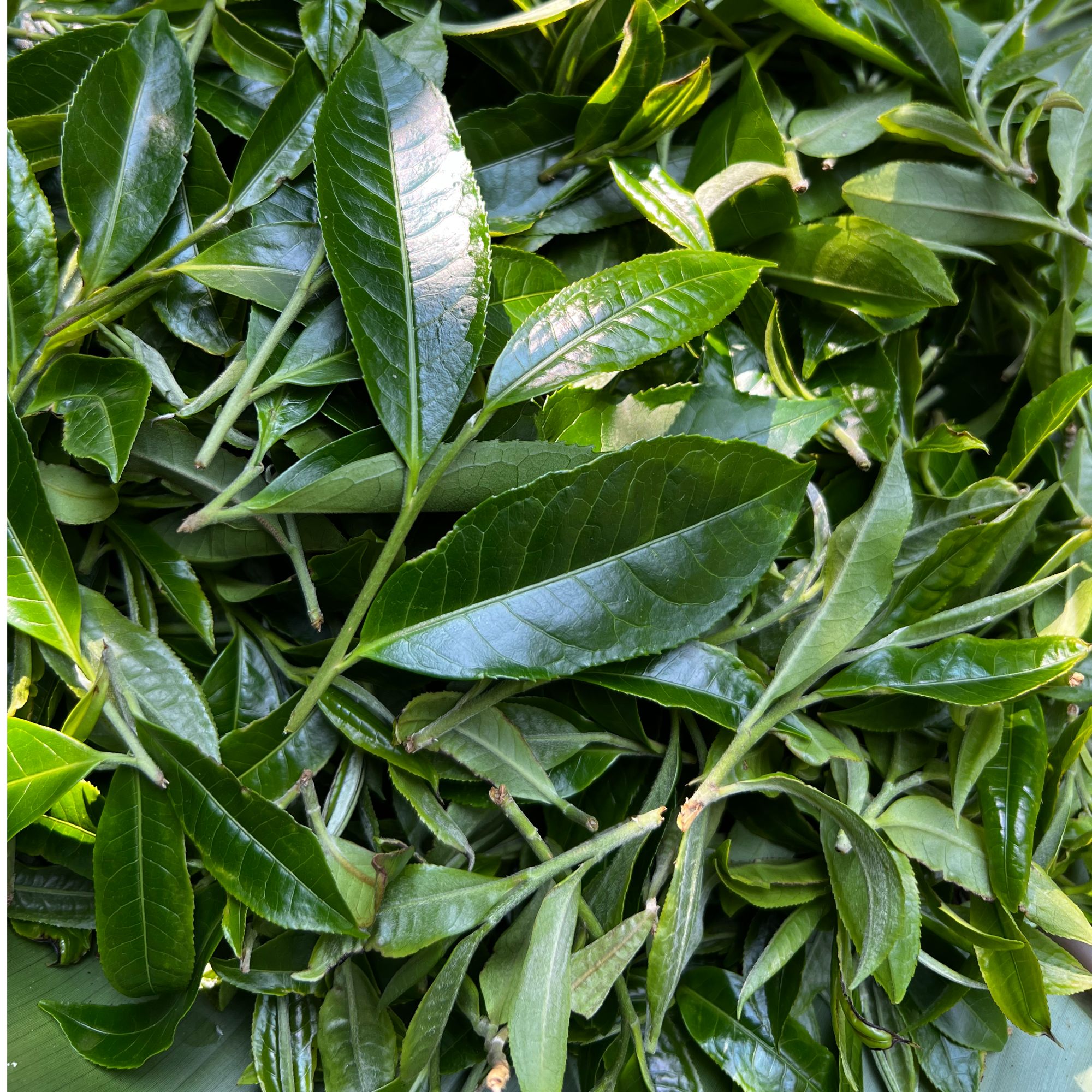 2025年 弯弓凤凰窝古树 头春头采 普洱生茶8g（拆封不退）