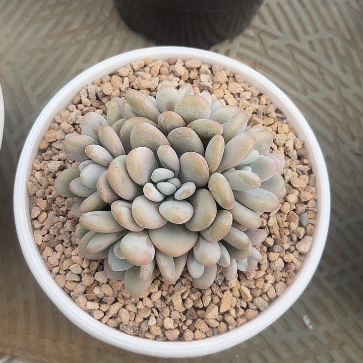 拉拉奶正版多头都好发货