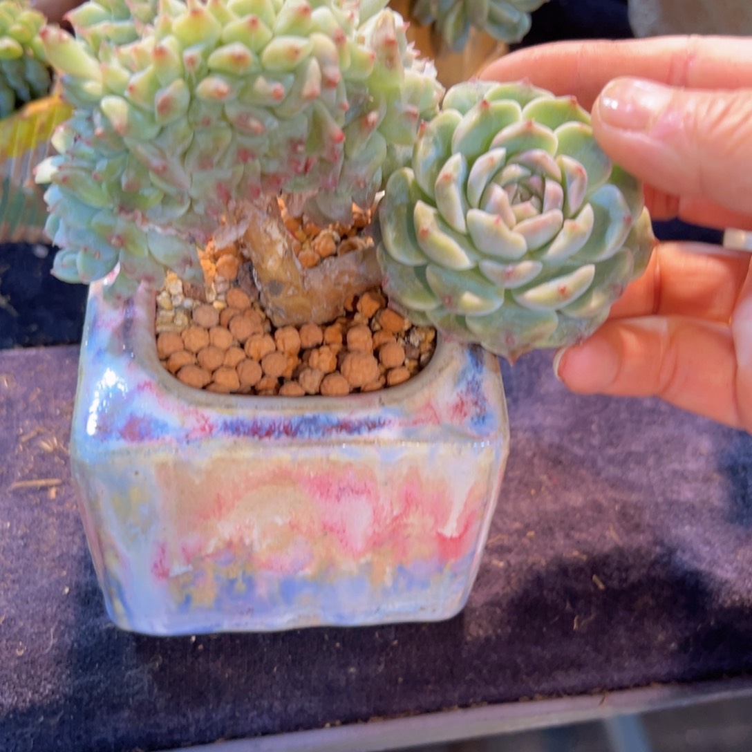 新年快乐啊宝宝们8888888888