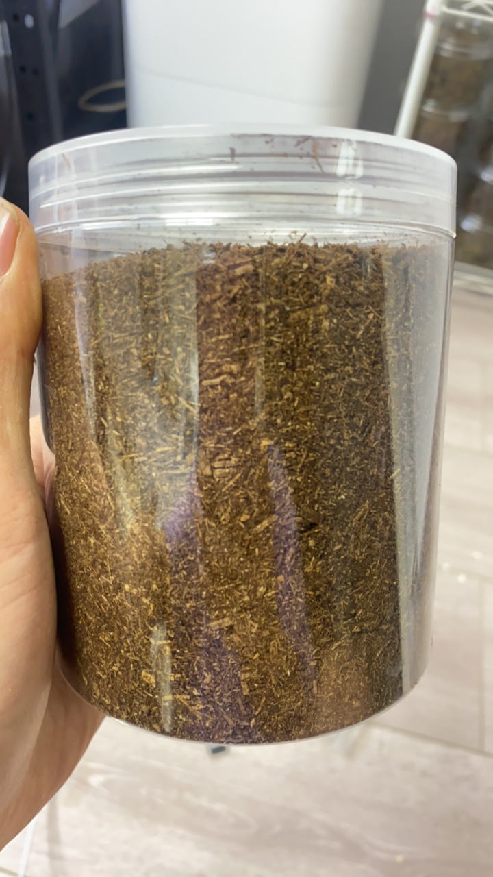 长戟大兜3龄幼虫甲虫