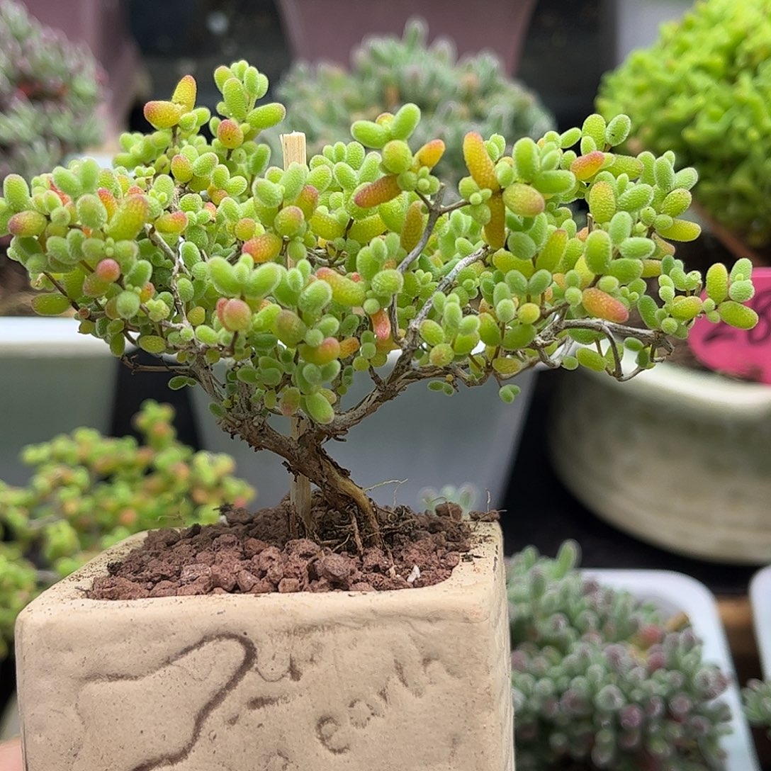 14蜜桔带盆优选枝干番杏