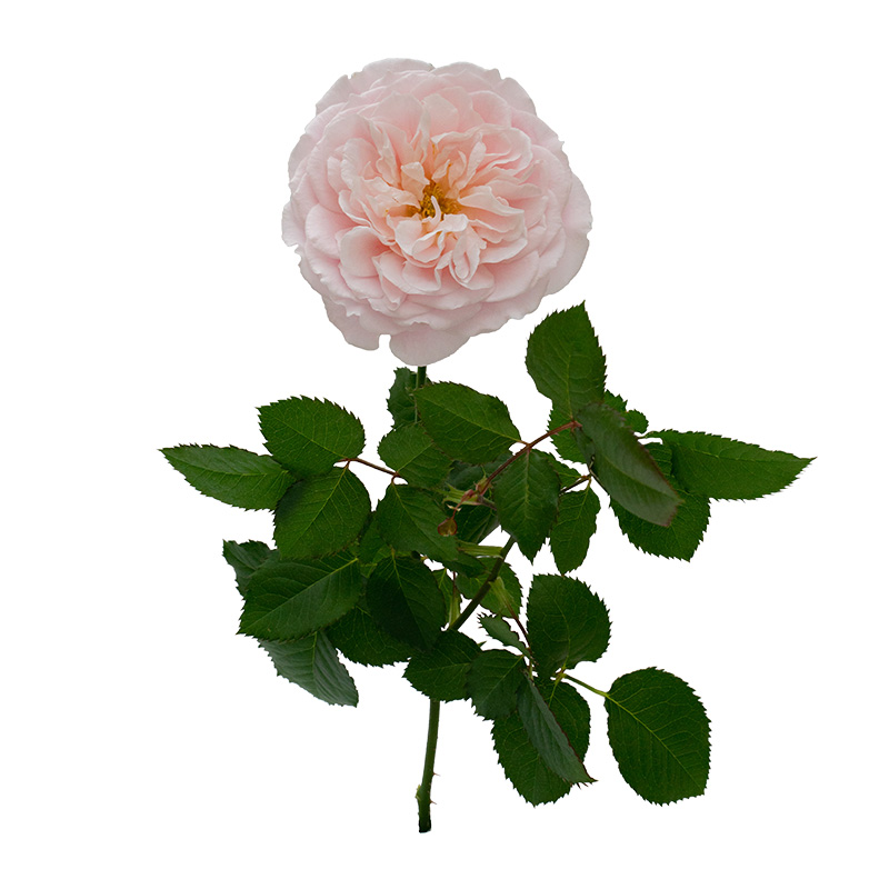 娇云 月季1.2升盆