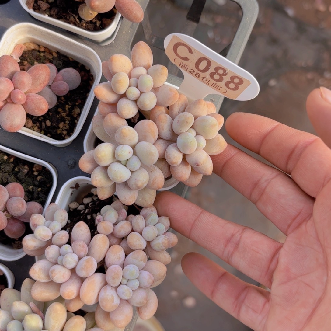 C088桃花奶一物一拍