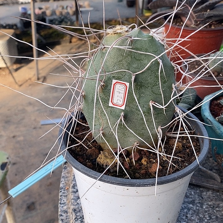 默***金完美主义者勿拍长白曲刺122410