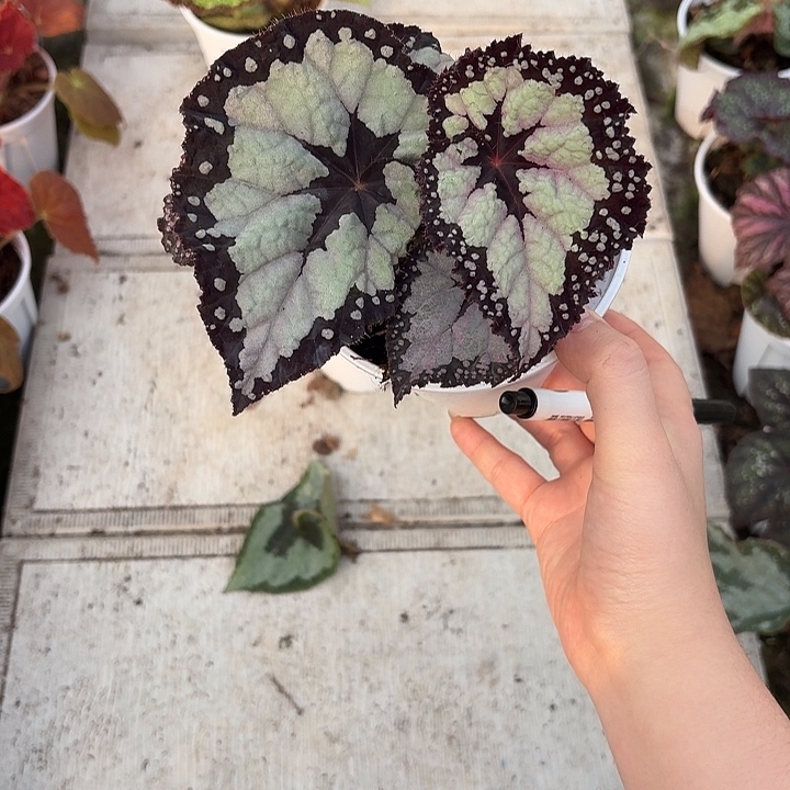 完全开放多尔且比塔