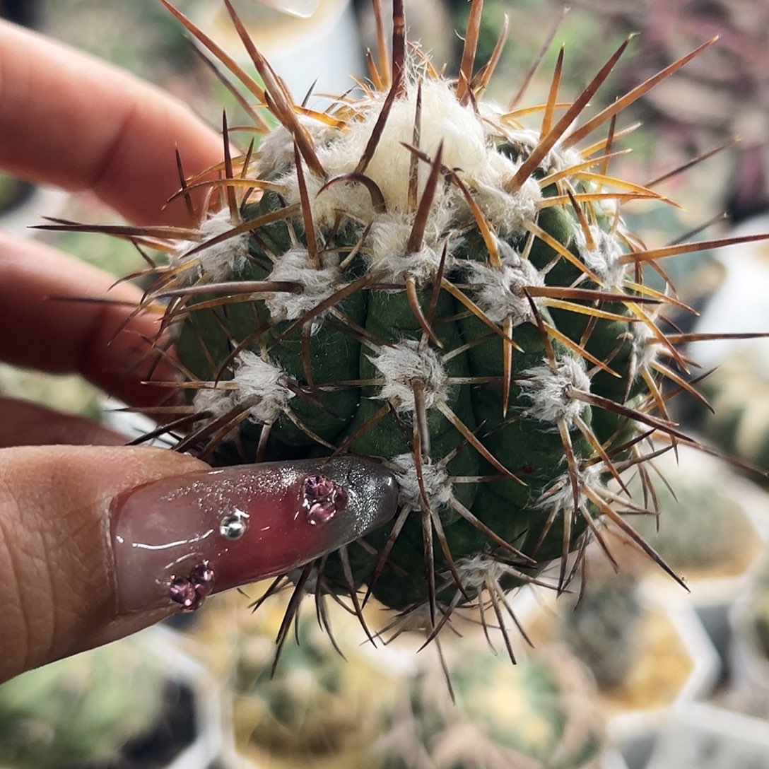 舞龙丸仙人球66666666