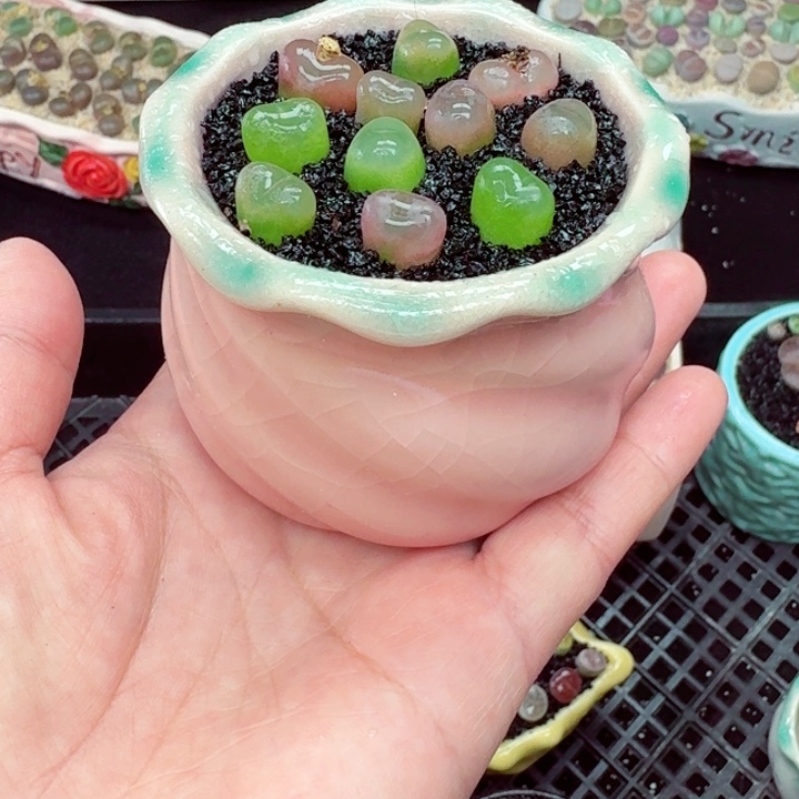 822零下地区记得拍保温箱