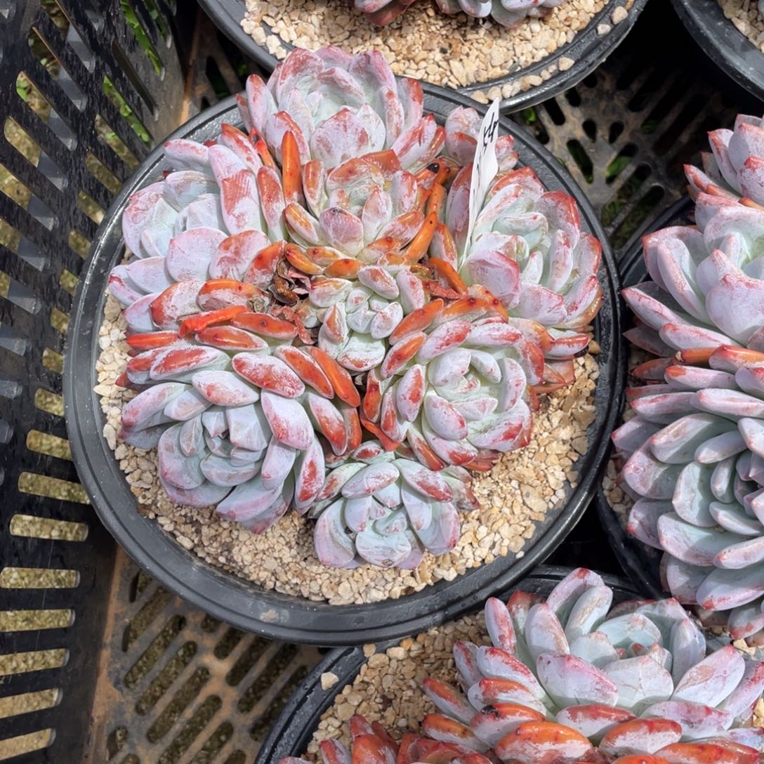 9-24-54静好多肉园艺