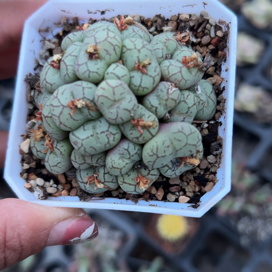 多肉植物多肉植物