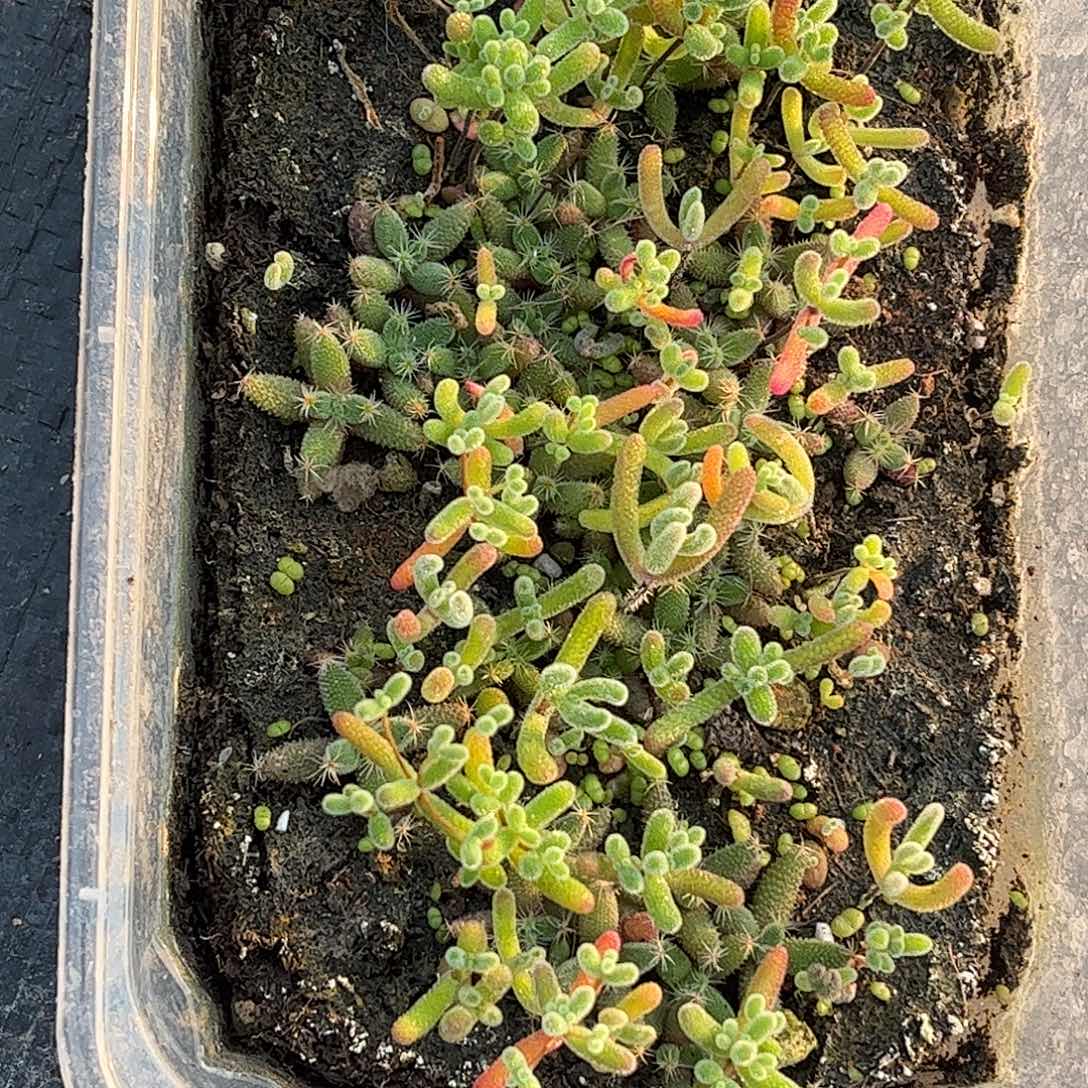 ****宝混播切糕优选枝干番杏