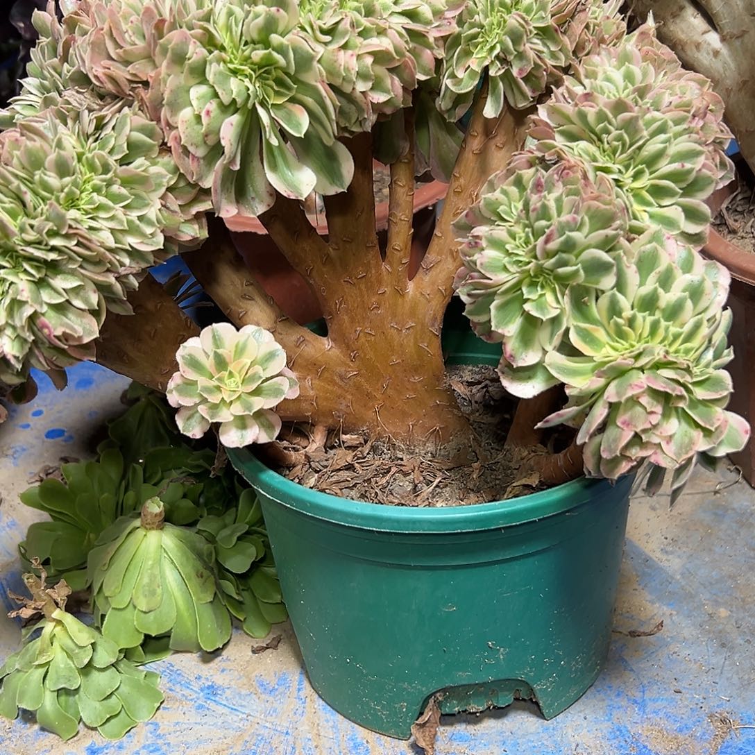 多328肉植物粉女巫缀花