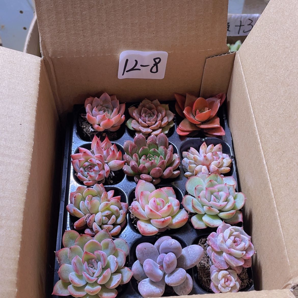 【闪购商品】12颗-8