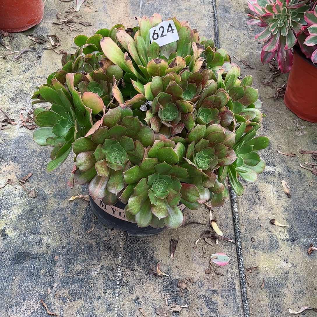 多肉植物624多肉