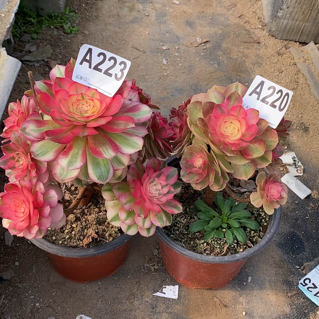 青城多肉法师223220