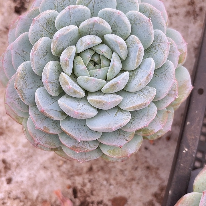 浩然（拍满18包邮）