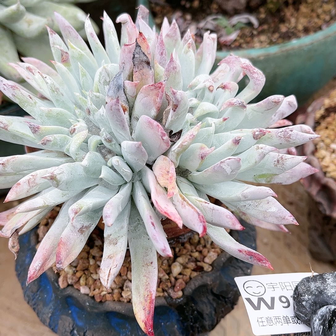 9293阿金尼仙女杯多肉