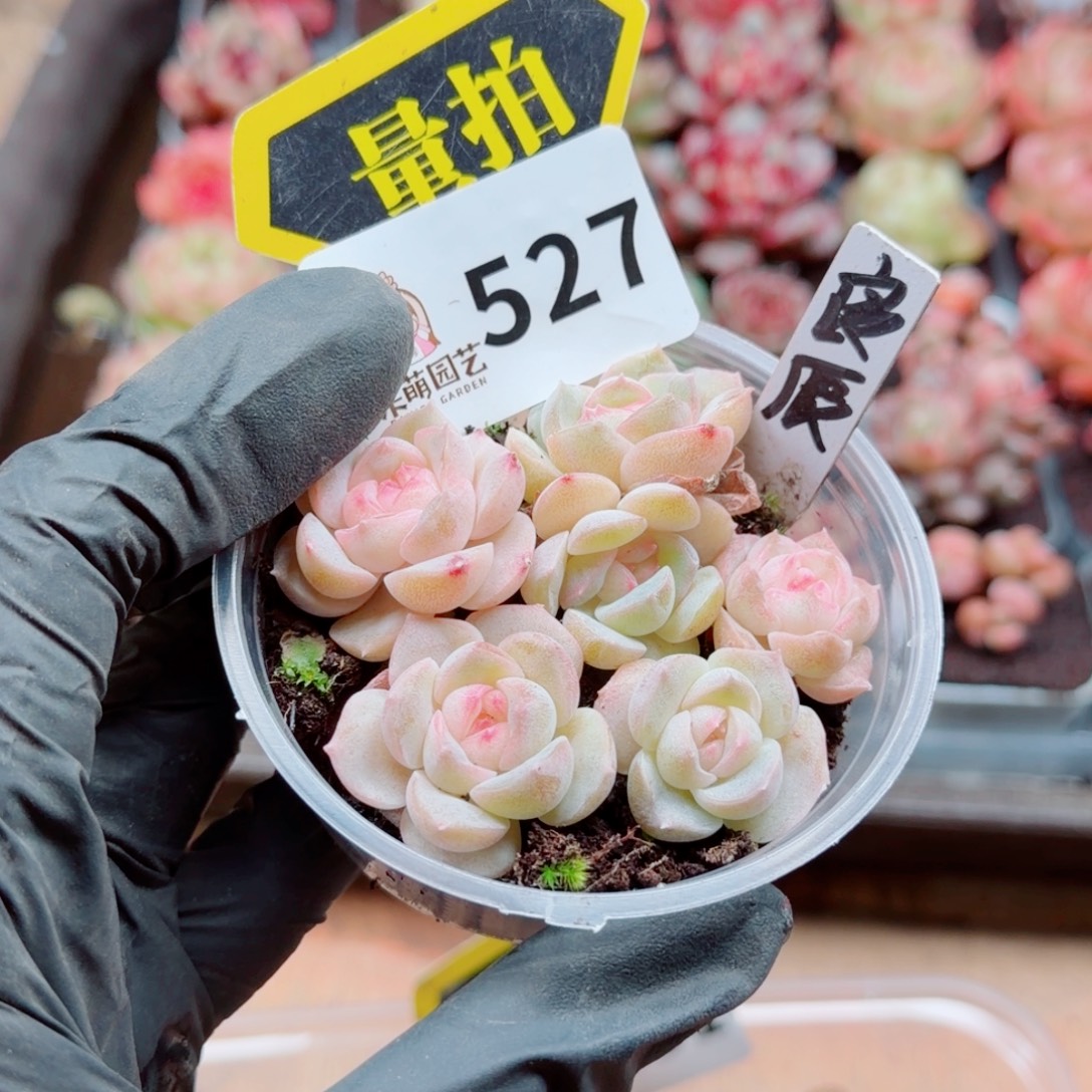 多肉植物多肉植物