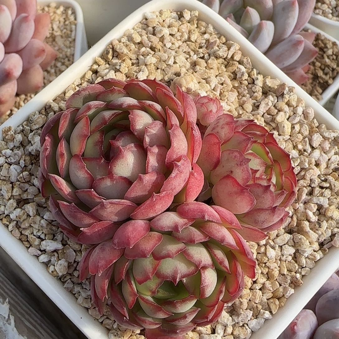 梦幻玫瑰不带盆土发货