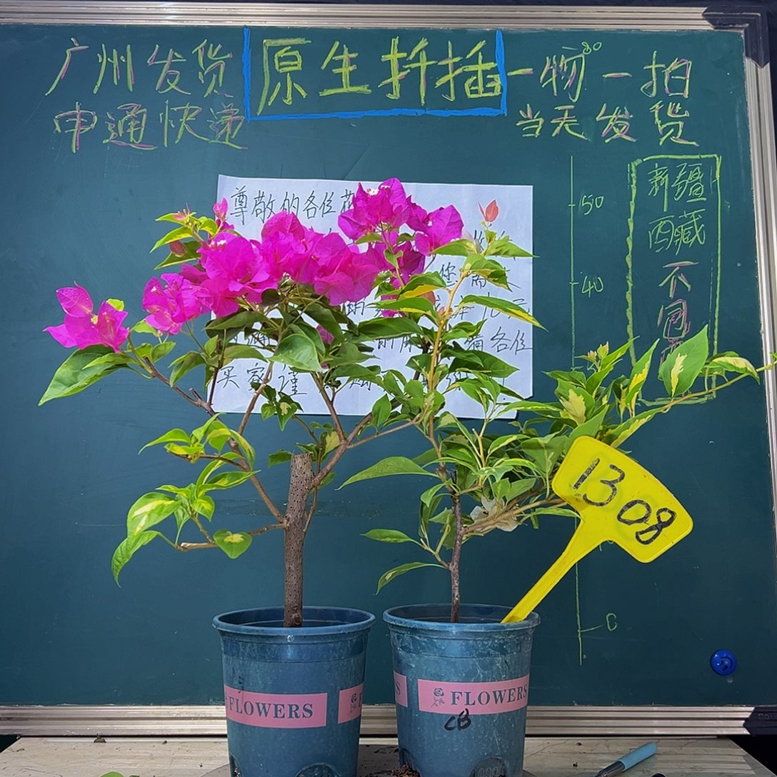 当前无花栽培后可以开花金心橙白 金双洋红  1308