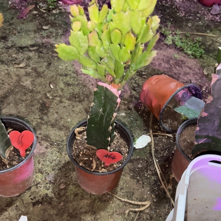 李***峰当前无花栽培后可以开花073  464