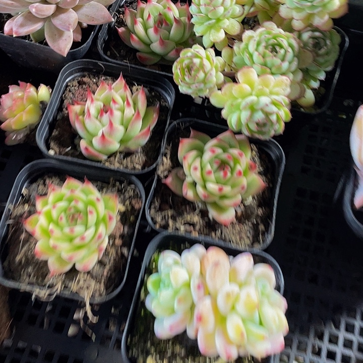 小***宝202号筐带盆土发货