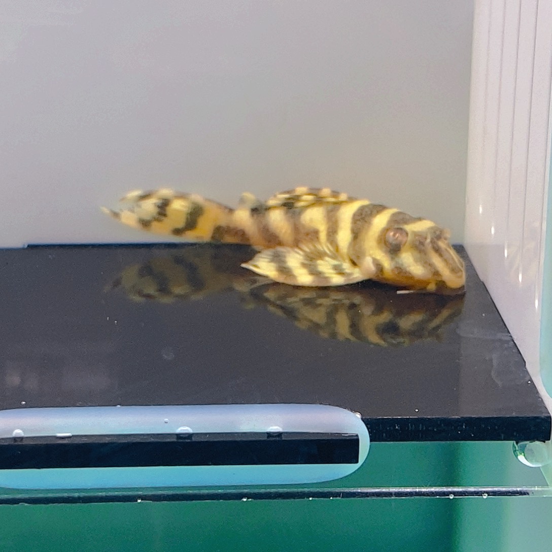 清道夫鱼皇室异型27号