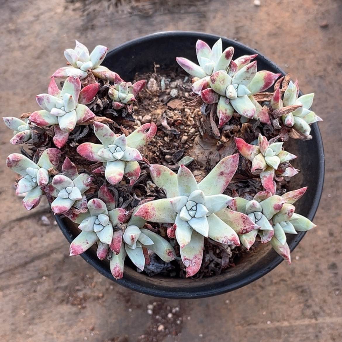 【闪购商品】刘丹白豪