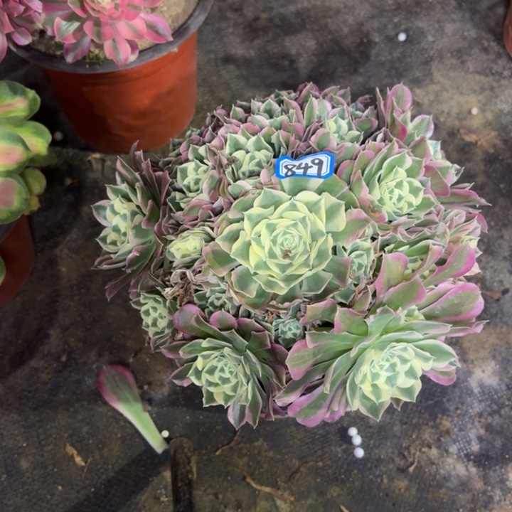 雨花石849一物一拍多肉