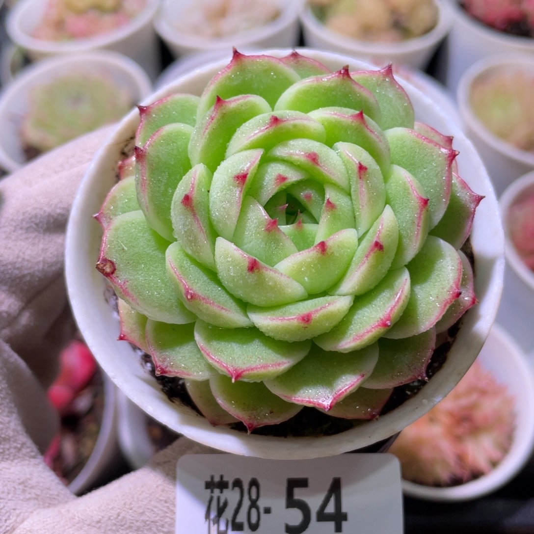 花利美28-54麦秆单头