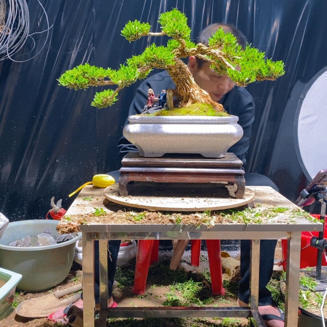 广东雀舌黄杨小叶盆景